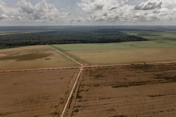 drone view of a soy field, road and clouded sky 