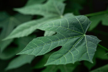 Tree spinach, Caya, or Cnidoscolus chayamansa texture. Green leaf background, wellknown and beautiful leaf. Eatable, herb, in garden.