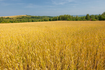  Summer photo. Wheat a cereal plant that is the most important kind grown in temperate countries, the grain of which is ground to make flour for bread, pasta, pastry, etc ..