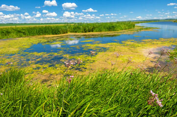 summer photography, a river overgrown with reeds, blue sky with white clouds, blue water covered...
