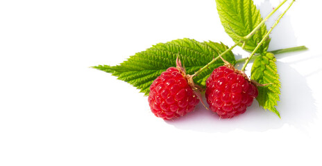 Raspberry is sexy, juicy and perfect for your most fruity mood. Give some joy to your table. Surprisingly sweet, these berries will lift your spirits with an explosive flavor.