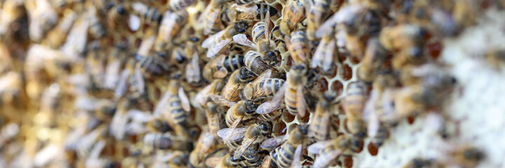 Honeycomb frame with bee family, swarm of bees gathering nectar