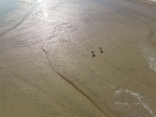 elk walk on tidal flat wetland