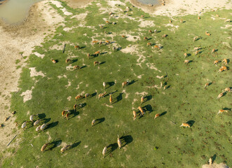 many elk walk on wetland, aerial view