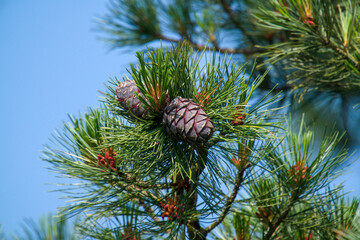 The red  blossom and purple cone from the swiss stone pine, pinus cembra, on a twig at a sunny summer day