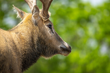 close up of elk face