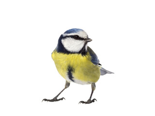 Blue tit bird looking to the right and isolated from the background - obrazy, fototapety, plakaty