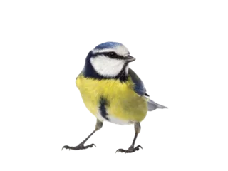 Foto op Plexiglas Blue tit bird looking to the right and isolated from the background © JGade