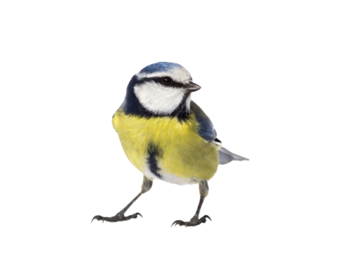 Blue tit bird looking to the right and isolated from the background