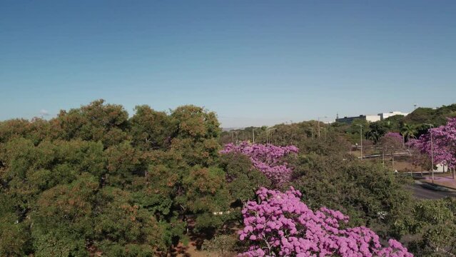 Arvore de Ip&ecirc; nas ruas de Bras&iacute;lia - Brasil
