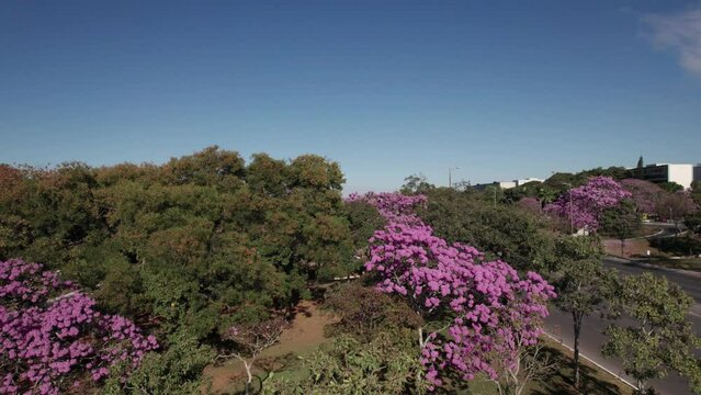 Arvore de Ip&ecirc; nas ruas de Bras&iacute;lia - Brasil