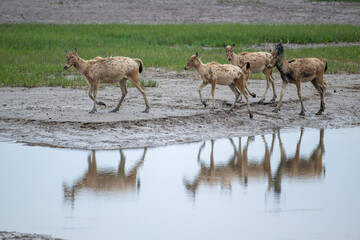 a group of elk walk by river with their reflection