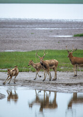 a group of elk walk by river with their reflection
