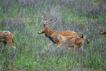 elk father and baby walking on grassland