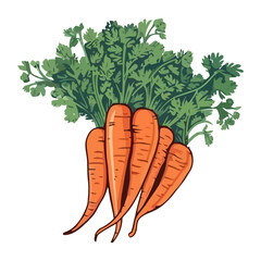 Fresh organic carrots, ripe and healthy eating