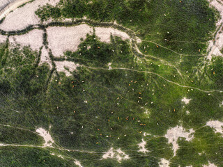 thousands of elk on marsh land, top down view from sky