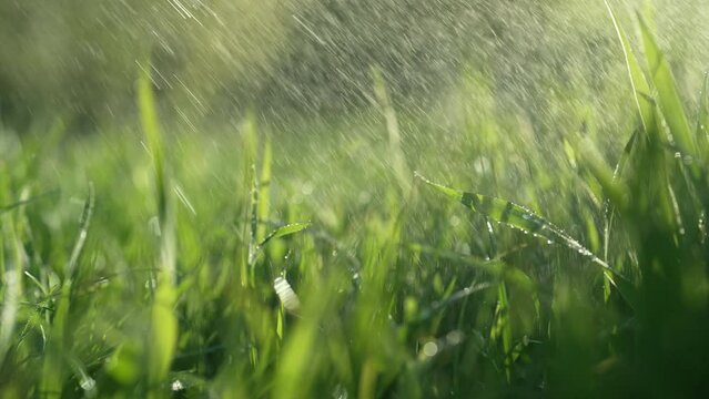 Green juicy grass lawn under morning rain drops.Natural meadow,relaxing romantic