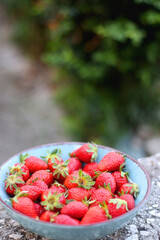 Turquoise bowl with fresh strawberries, served in a garden. Selective focus.