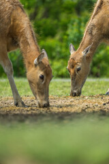 two young elk eating on grassland