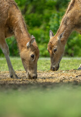 two young elk eating on grassland