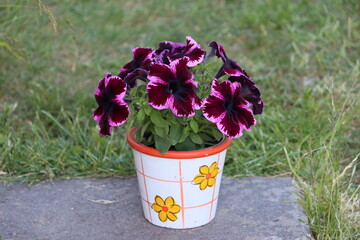 Sweden. Surfinia is a specially bred variety of ampelous petunia, its special successful hybrid, resistant to bad weather, not afraid of wind and rain. 