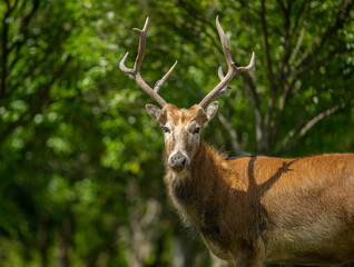 portrait for a standing male elk