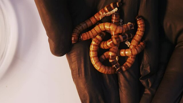 Meal worms in hands in black gloves on a white background close up. Protein farm. Pet food. Biochemical experiments and research