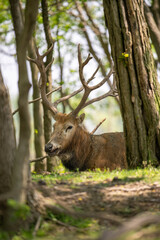 A elk lay down in forest