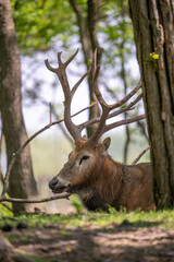 A elk lay down in forest