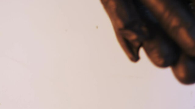 Meal worms in hands in black gloves on a white background. Protein farm. Pet food. Biochemical experiments and research