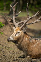 close up of a elk head