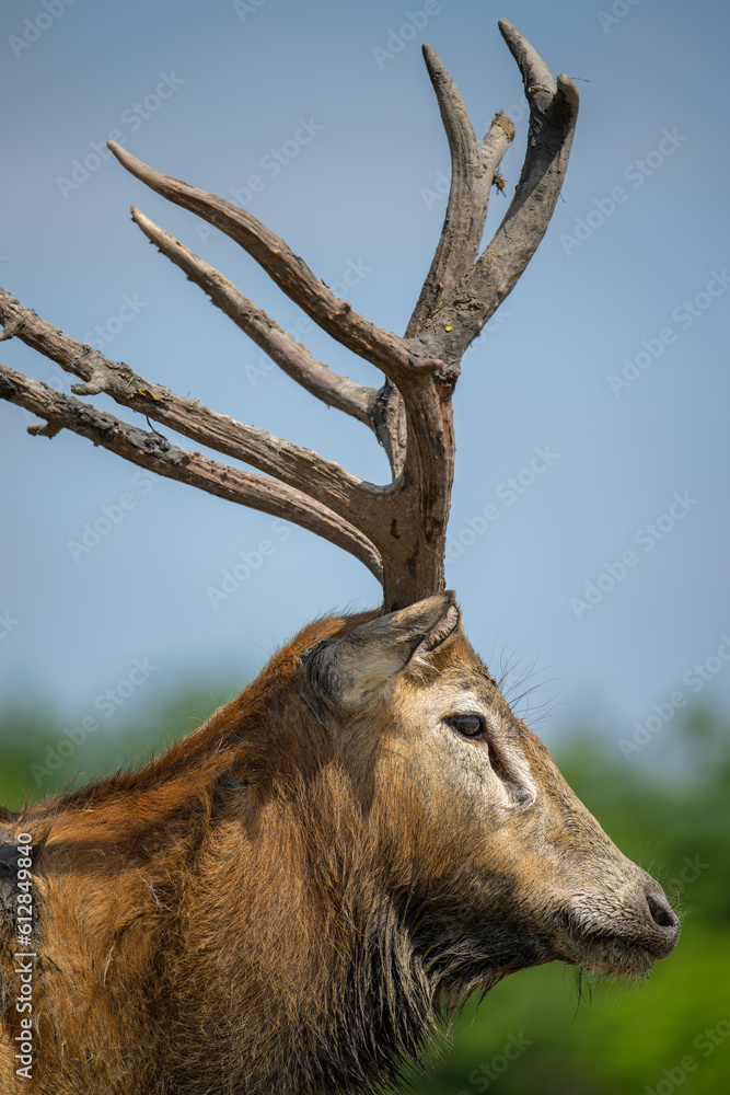 Wall mural close up of a elk head