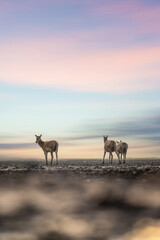 elk standing on mud beach in sunrise