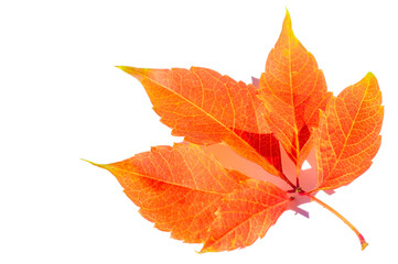 Autumn leaves on a white background. My favorite color is October. Autumn conquers you most of all...