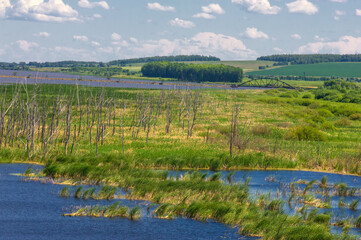 summer photography, a river overgrown with reeds, blue sky with white clouds, blue water covered with duckweed, river floodplain, sultry summer day