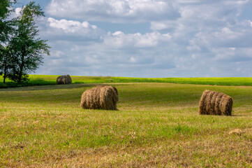 Summer landscape, haymaking, hayfields are huge round bales of hay. This is a compact way to store...