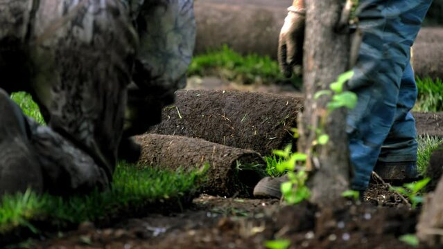 Men city workers compact and lay rolls of turf in city park diligently. Employees ennoble park territory with greensward crop body slow motion