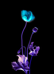 Light blue flower in dark backdrop