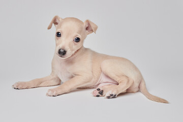 Portrait of cute Italian Greyhound puppy isolated on white studio background. Small beagle dog...