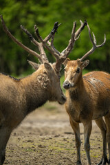 two elk face to face, prepare to fight