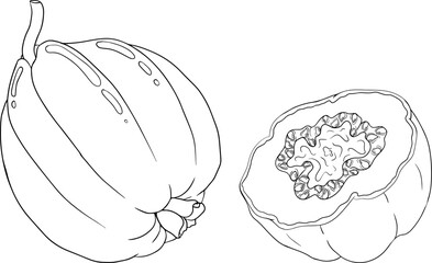 Guava tropical fruit, exotic berry. Vector, hand drawn illustration isolated on white background. Guava Fruits coloring pages.