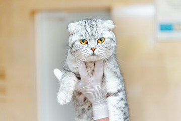 A veterinarian hands or nurse holding a cute cat in her hands at a vet clinic.Scottish breed cat at veterinary clinic.Close-up.