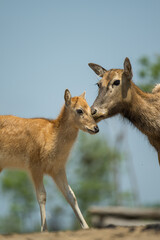 elk mother and baby standing together