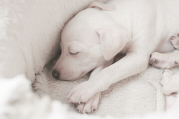 Portrait of two cute Italian Greyhound puppies lying in white dog bed. Small sleepy beagle dogs...