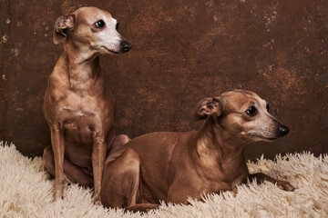 Portrait of two Italian Greyhound dogs brown color posing on sofa at home