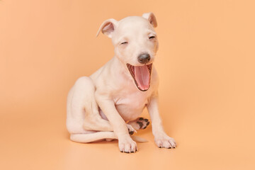 Portrait of cute Italian Greyhound puppy yawning isolated on orange studio background. Small sleepy...