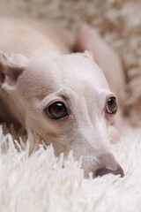 Portrait of Italian Greyhound dog milky white color looks sad and rests at home