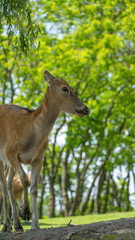 portrait for a standing male elk