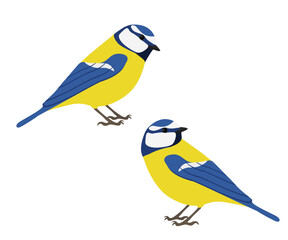 Set of Eurasian blue tit bird. Cyanistes caeruleus isolated on white background. Passerine bird. Paridae. Vector illustration.