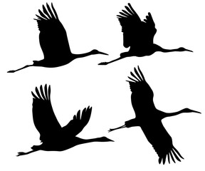 Set of black silhouettes of flying crane bird. Common, Sarus, Red-crowned,Siberian. Isolated on white background. Vector illustration.